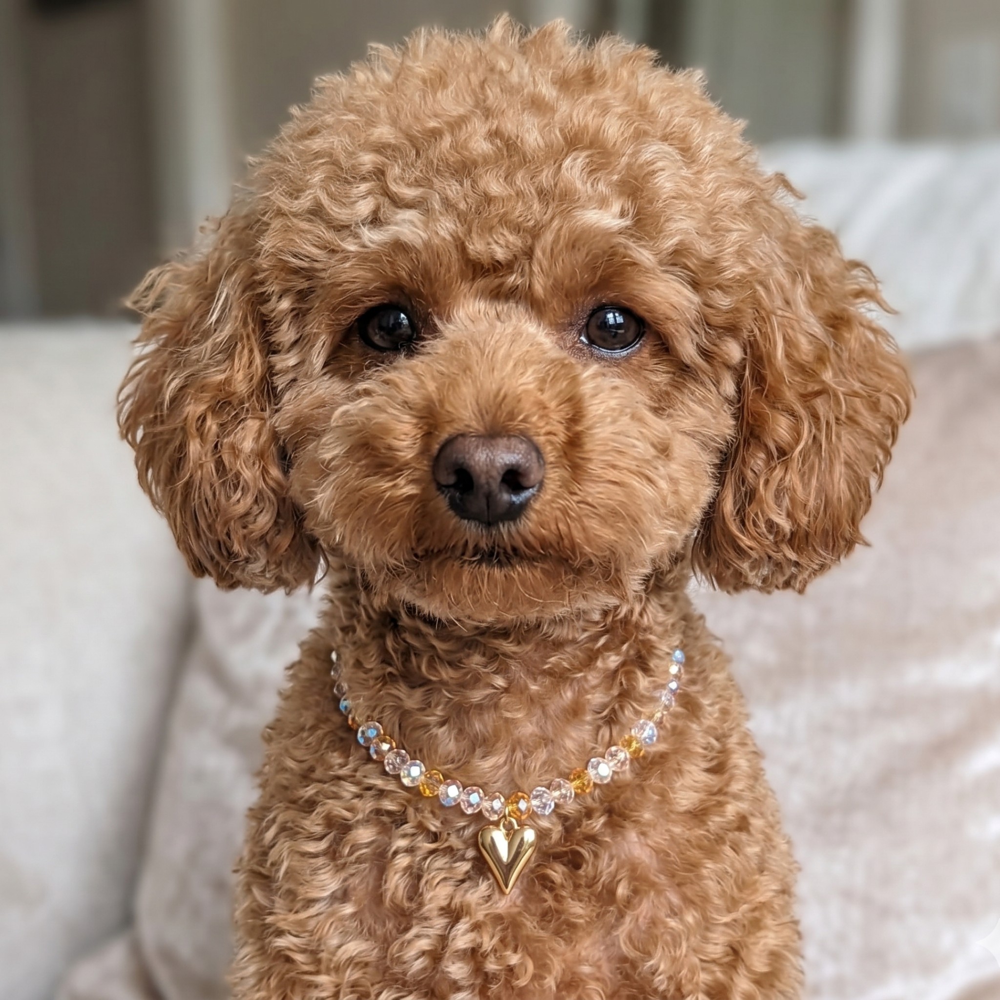 Collana per cani per Cani "Golden Heart" con Perline Champagne e Cuore Dorato